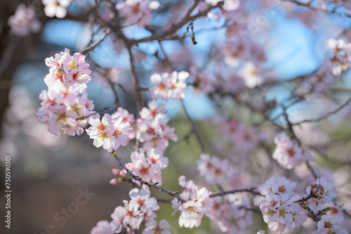 Close-up of a tree with pink flowers