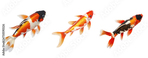 Set of koi fish transparent white background