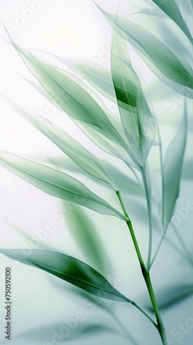 Soft Green bamboo on white for your design and wallpaper