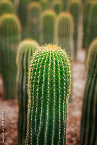 Neobuxbaumia cactus planting in cacti garden
