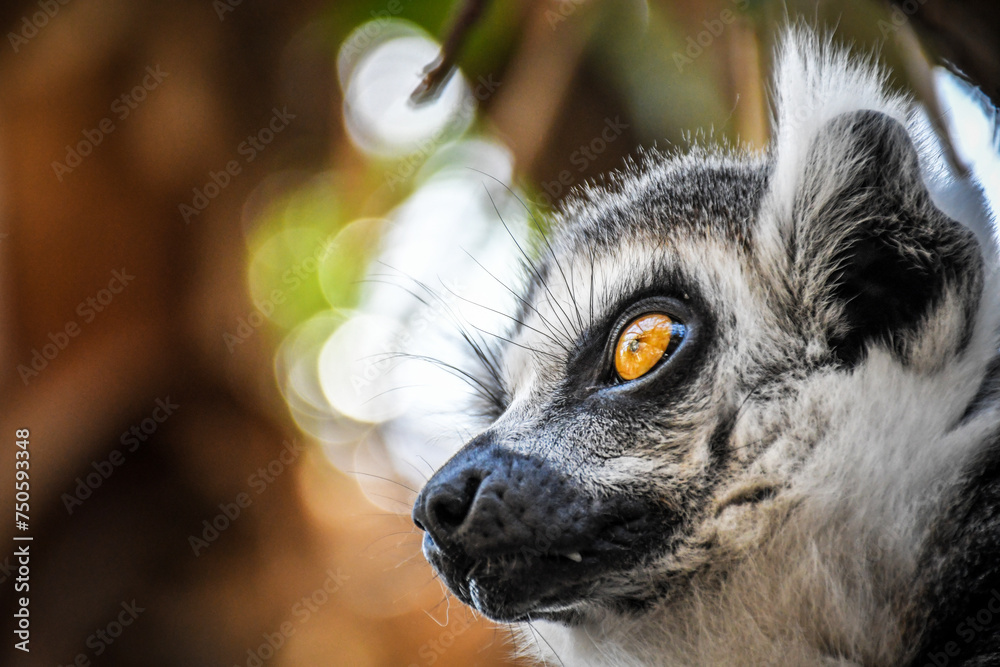 Naklejka premium Lemur