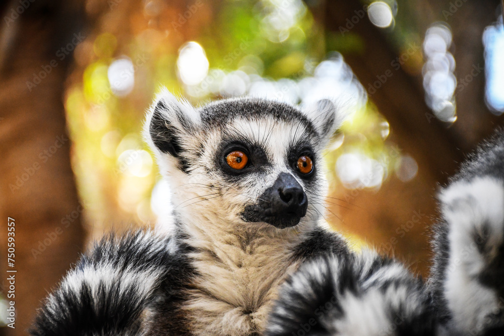 Lemur