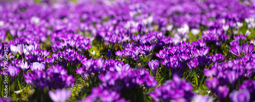 Colorful Crocus panorama. Colorful meadow with hundreds of early bloomer flower with orange stamens and violet lilac petals on a bright spring day. Crocus is a flowering plants in the iris family.  photo