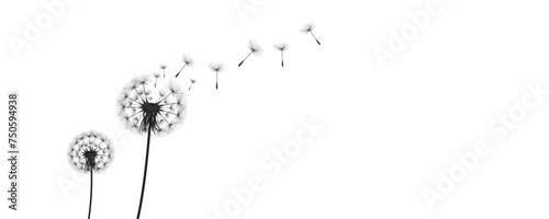 Vector illustration dandelion time. Black Dandelion seeds blowing in the wind. The wind inflates a dandelion isolated on white background.
