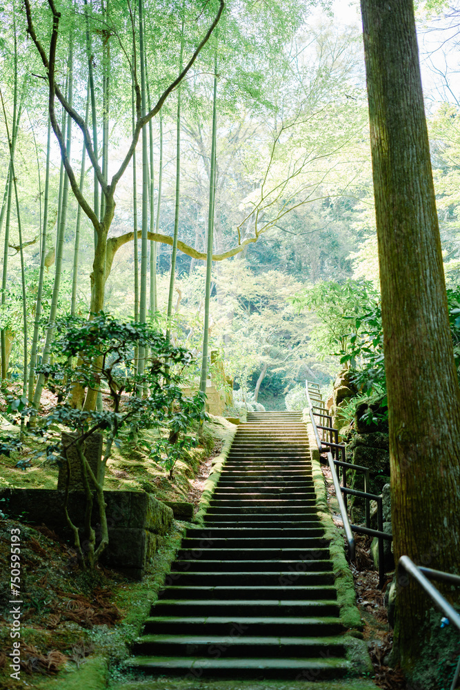 Obraz premium 鎌倉に咲く美しい桜の花