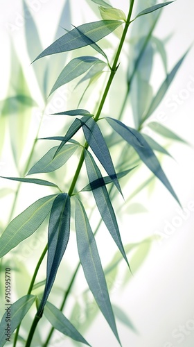 Soft Green bamboo on white for your design and wallpaper