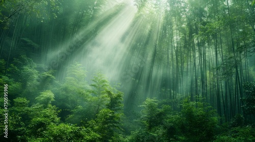 Majestic Sun Rays Filtering Through Lush Green Bamboo Forest on Misty Morning