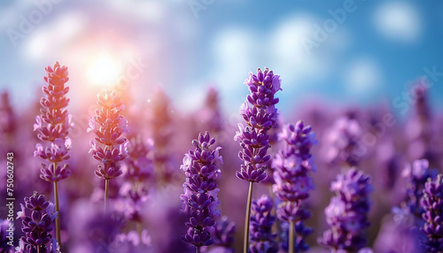 Smooth rows of lavender plants. Lavender blooming flowers bright purple field blue sky sunset. Last rays of sun. Lens flare. Lavender Oil Production. Aromatherapy Lavandin