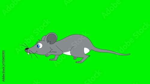 Seamless looping animation of rat walking. Cartoon animal on the green screen background