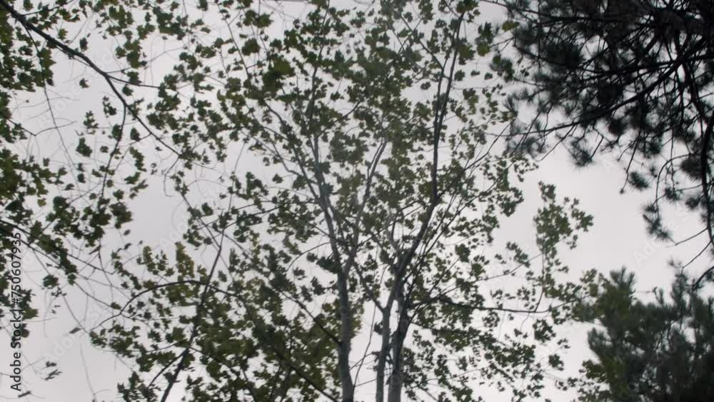 Forest is broken by strong wind, view inside forest catastrophic hurricane that struck Halifax, Canada. rainstorm affecting trees park, with gray skies before arrival tornado, typhoon or hurricane Forest is broken by strong wind, view inside forest catastrophic hurricane that struck Halifax, Canada. rainstorm affecting trees park, with gray skies before arrival tornado, typhoon or hurricane
