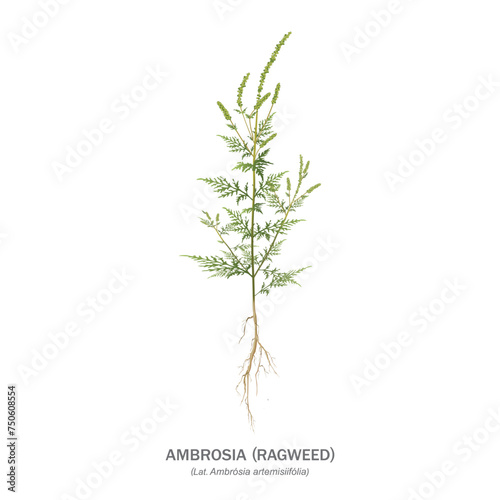 Ragweed (ambrosia). An annual plant medicinal in folk medicine, a malicious weed, a strong natural allergen. Vector realistic drawing with leaves, seeds, root and title, isolated on white background.