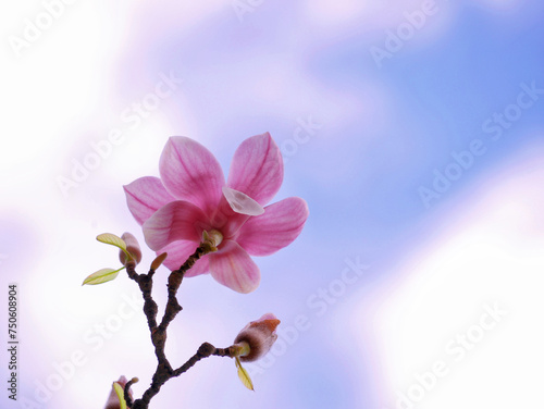 A pink magnolia flower against the sky