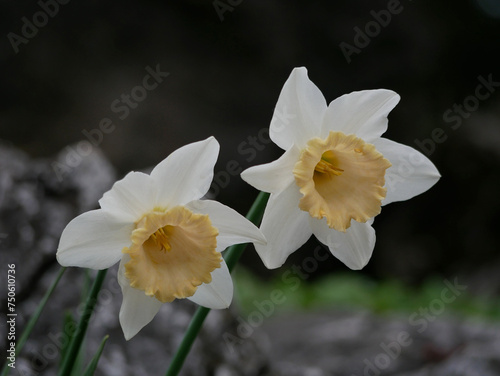 First spring flowers - white daffodils