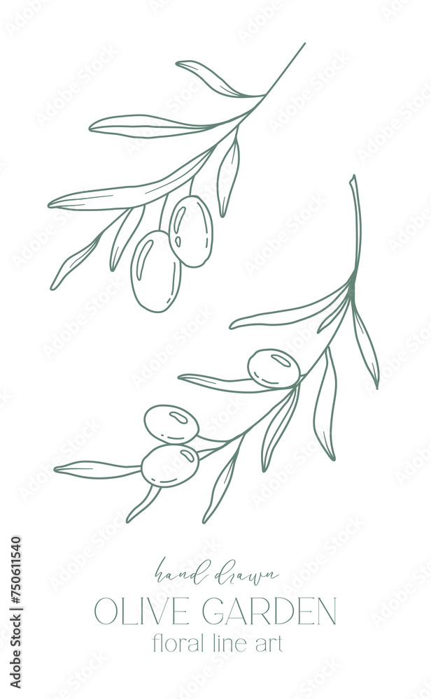 Olive branch on white background vector illustration. Olives Line Drawing. Black and white Olive Branches. Floral Line Art. Fine Line Olives illustration. Hand Drawn Olive. Wedding invitation greenery Olive branch on white background vector illustration. Olives Line Drawing. Black and white Olive Branches. Floral Line Art. Fine Line Olives illustration. Hand Drawn Olive. Wedding invitation greenery