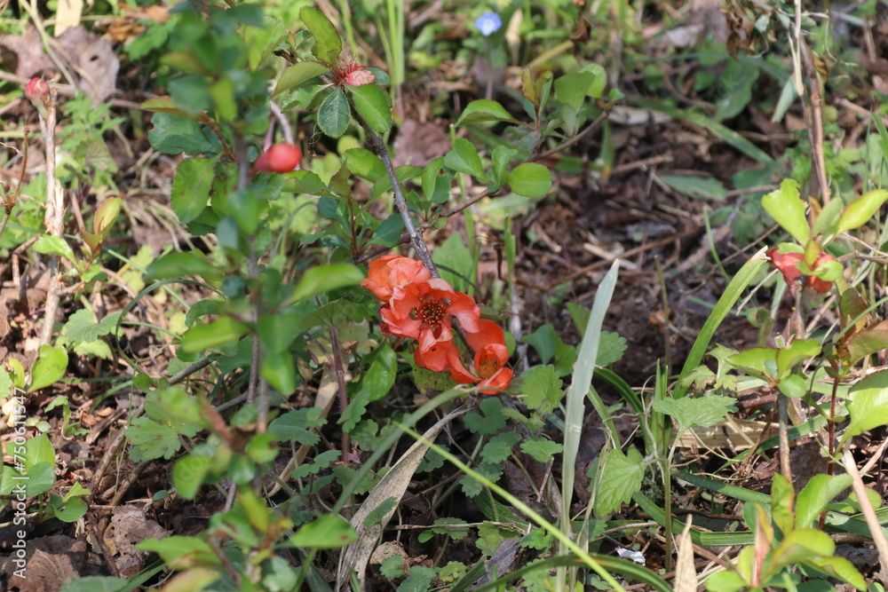春に花咲く山野草、クサボケ。