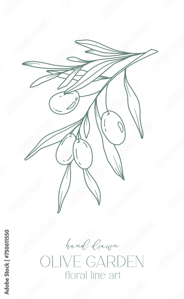 Olive branch on white background vector illustration. Olives Line Drawing. Black and white Olive Branches. Floral Line Art. Fine Line Olives illustration. Hand Drawn Olive. Wedding invitation greenery Olive branch on white background vector illustration. Olives Line Drawing. Black and white Olive Branches. Floral Line Art. Fine Line Olives illustration. Hand Drawn Olive. Wedding invitation greenery