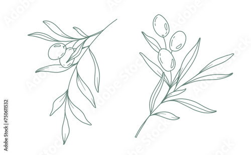 Olive branch on white background vector illustration. Olives Line Drawing. Black and white Olive Branches. Floral Line Art. Fine Line Olives illustration. Hand Drawn Olive. Wedding invitation greenery