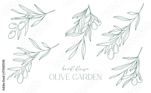 Olive branch on white background vector illustration. Olives Line Drawing. Black and white Olive Branches. Floral Line Art. Fine Line Olives illustration. Hand Drawn Olive. Wedding invitation greenery