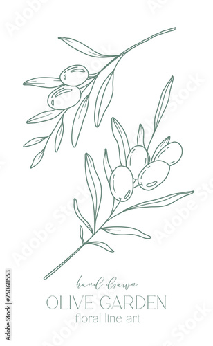 Olive branch on white background vector illustration. Olives Line Drawing. Black and white Olive Branches. Floral Line Art. Fine Line Olives illustration. Hand Drawn Olive. Wedding invitation greenery
