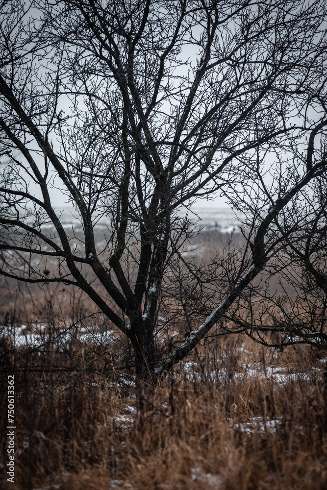 Mystery forest at winter time . Snow and fog. Trees covered snow. Road in the forest . Mystery forest at winter time . Snow and fog. Trees covered snow. Road in the forest .