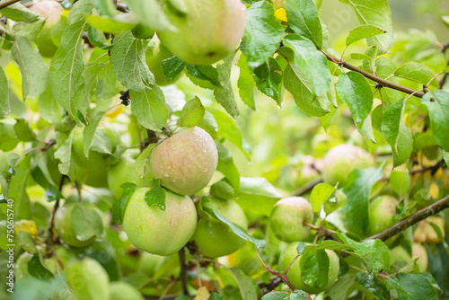 fresh apples on tree, organ...
