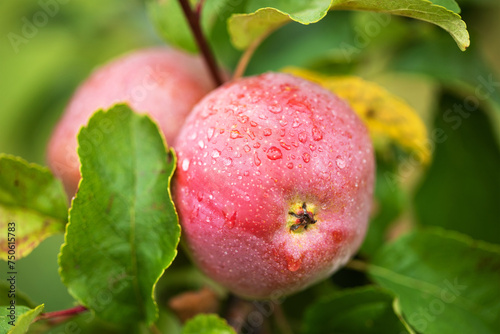 apple orchard with ripe fru...