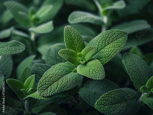 fresh green sage leaves close up