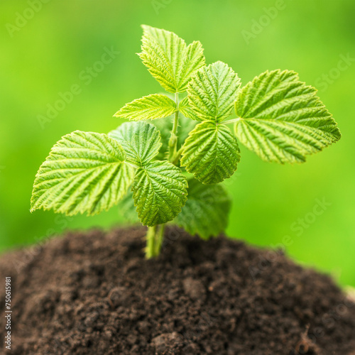 young raspberry bush in the...
