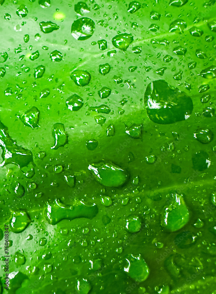 Water drops on a green leaf macro background. high quality big size prints