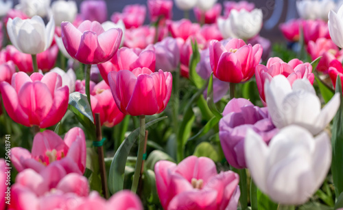 Pink tulip flower in early spring season garden with copy space for design concept