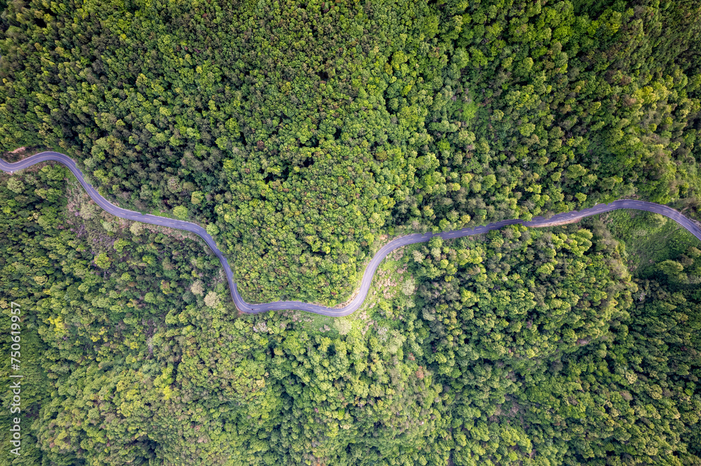 High-angle views of forested forest roads