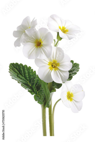 Vibrant Primula Flowers Isolated on White