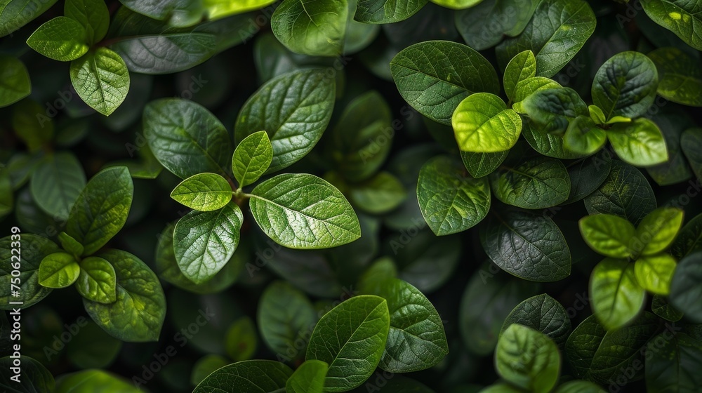..The hedge stands as a serene oasis, its lush leaves a testament to the art of careful pruning. ..The hedge stands as a serene oasis, its lush leaves a testament to the art of careful pruning.