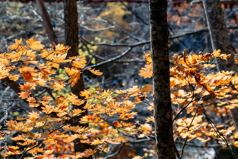 Autumn scenery of Jozankei Onsen Resort, a famous hot spring destination with the hotels and traditional Ryokan surrounded by fall colors. Autumn scenery of Jozankei Onsen Resort, a famous hot spring destination with the hotels and traditional Ryokan surrounded by fall colors.