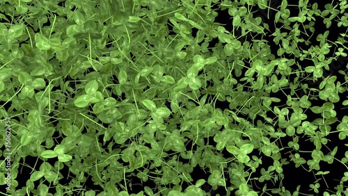 st patrick day animated Clover transition diagonal wipe with alpha channel
