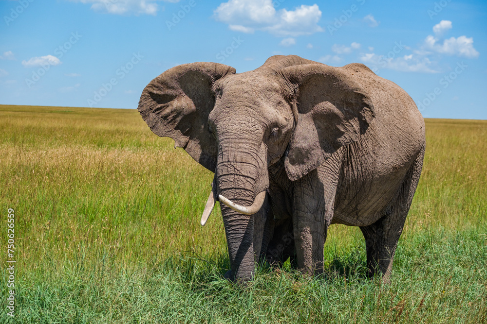 Fototapeta premium Elephant family feeding in the grasslands of Masai Mara 