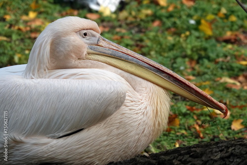 Pink pelican photo