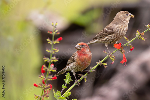 Cute little male and female house finches (Haemorhous mexicanus) perched on a stem with red flowers in a garden in Florida photo