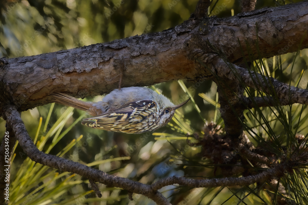 Short-toed Treecreeper perched on a tree branch in the morning light Short-toed Treecreeper perched on a tree branch in the morning light