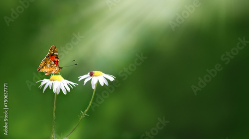 Beautiful natural green background. Summer scene with butterfly ladybug and camomile flower in rays of sunlight.