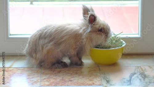 Coniglio nano che mangia il fieno in una ciotola photo