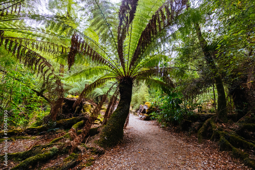 Tahune Airwalk in Tasmania Australia