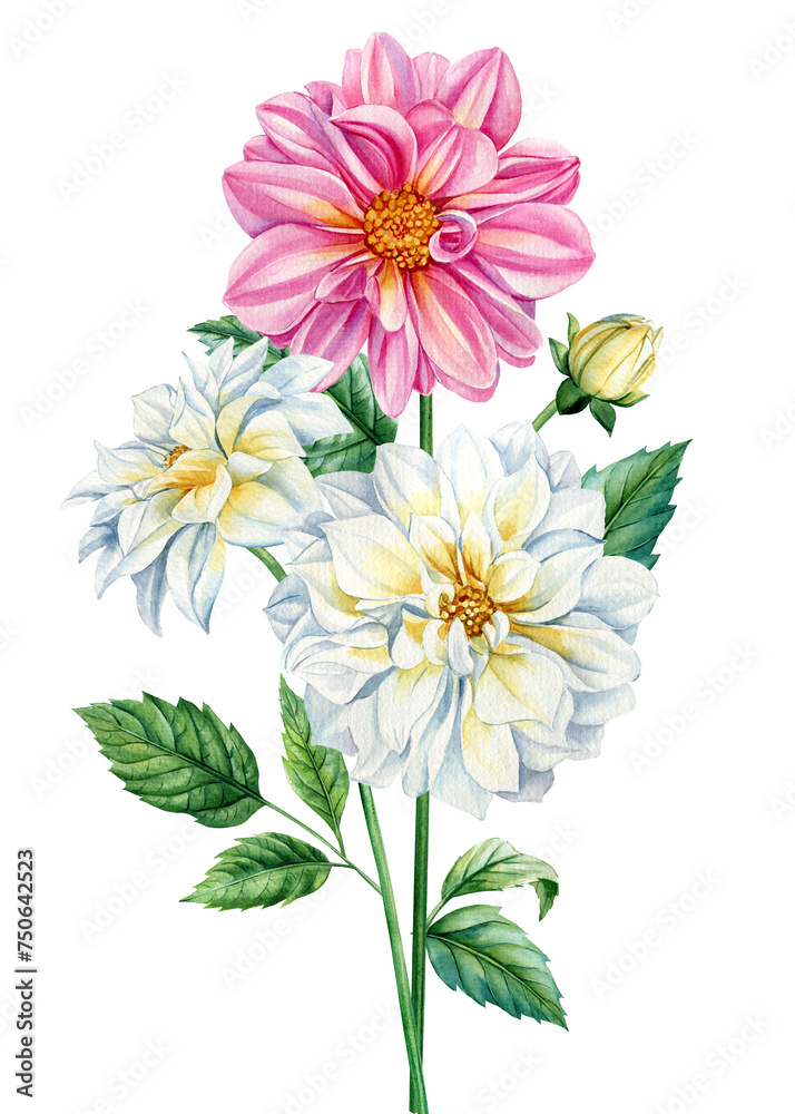Bouquet of dahlia flowers. Watercolor dahlia flowers, hand drawn floral illustration, botanical isolated illustration Bouquet of dahlia flowers. Watercolor dahlia flowers, hand drawn floral illustration, botanical isolated illustration