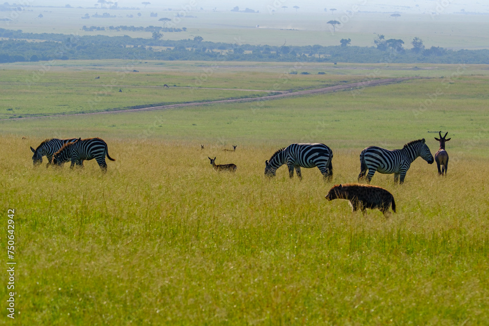 In Masai mara, hyenas search for prey In Masai mara, hyenas search for prey