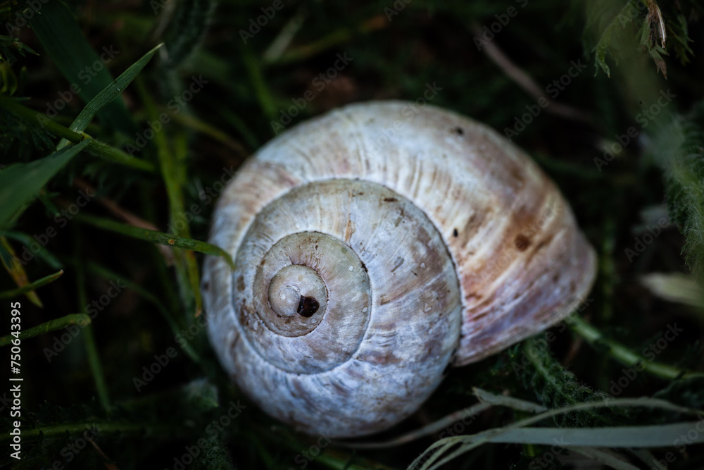 Macro snail Macro snail