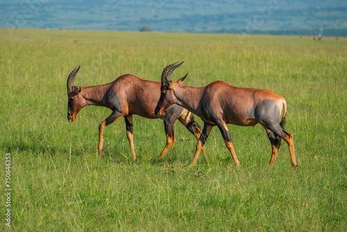 There are many species of gazelles in the Masai mara