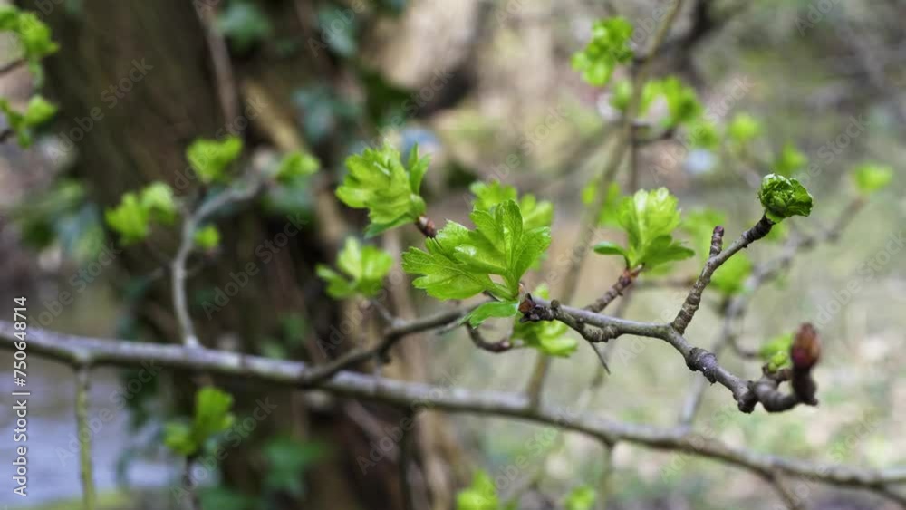 Spring Growth.
Fresh leaves sprouting on a branch by a stream in early spring. Spring Growth.
Fresh leaves sprouting on a branch by a stream in early spring.