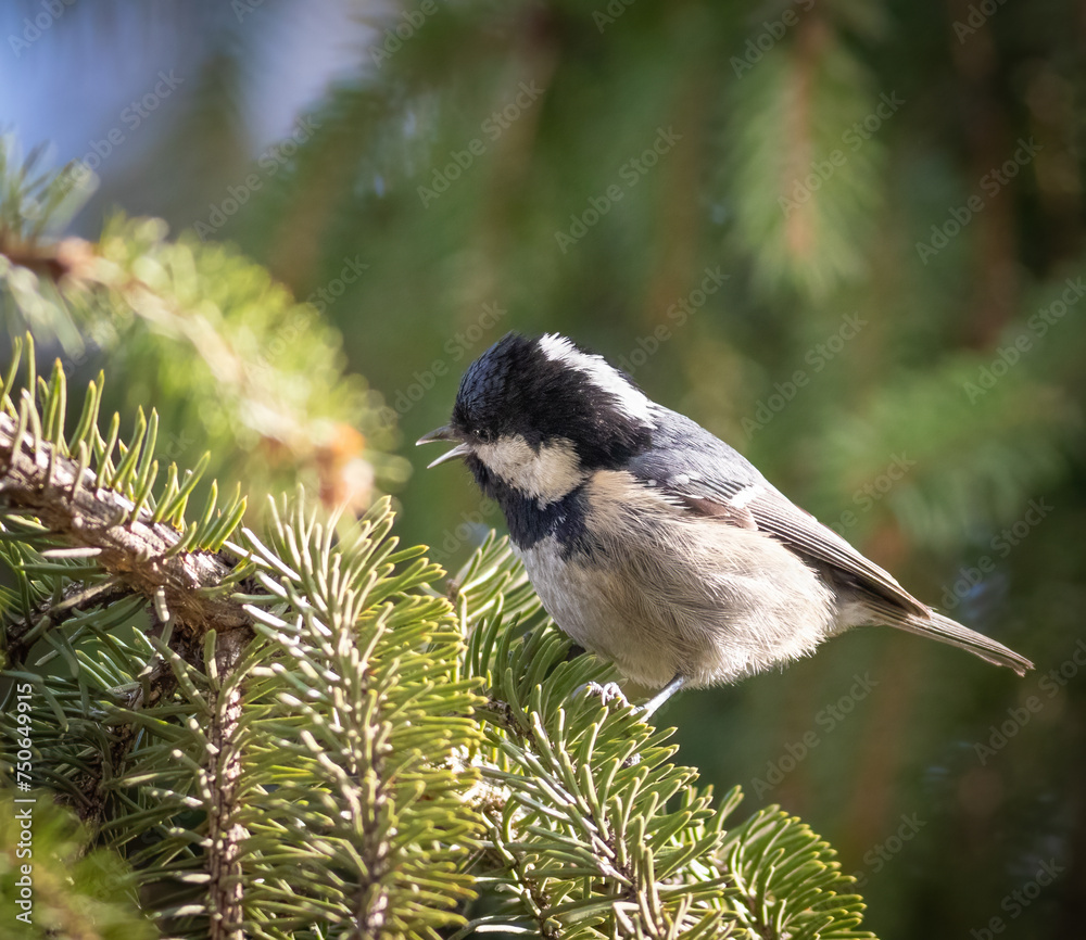 Obraz premium Coal tit, Periparus ater. A bird sings sitting on a spruce branch