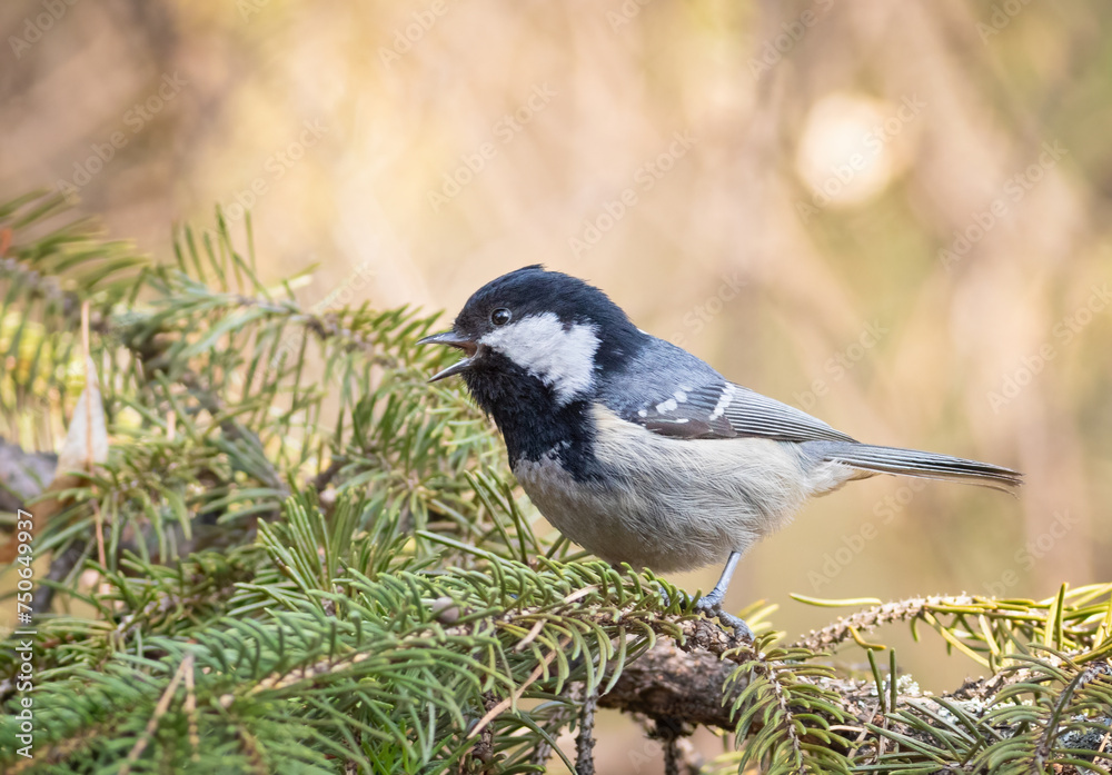 Fototapeta premium Coal tit, Periparus ater. A bird sings sitting on a spruce branch