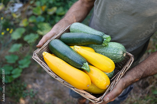 Fototapeta Naklejka Na Ścianę i Meble -  Farmer holding a basket of colorful zucchini. Organic and sustainable agriculture.